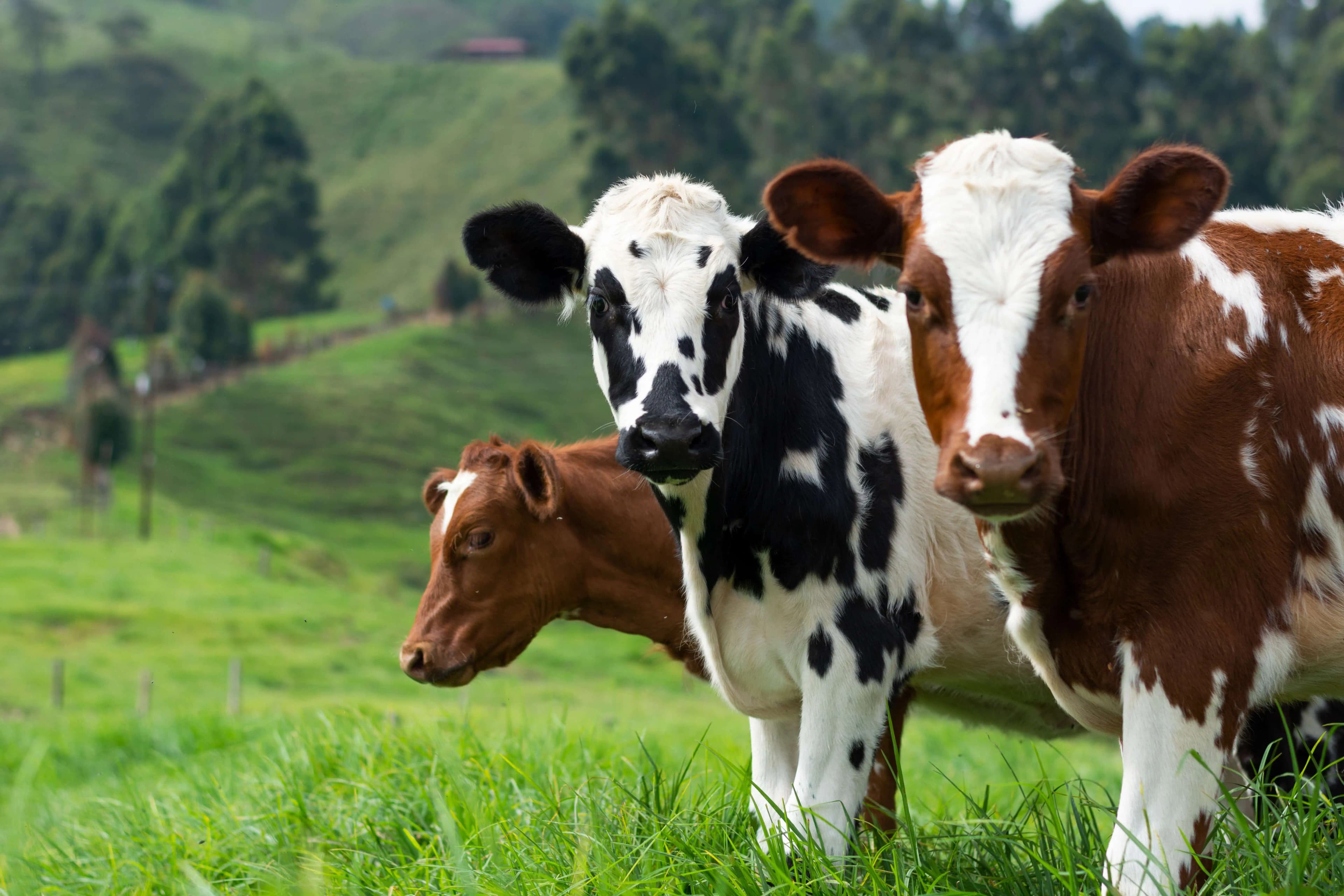 Agricultura y ganadería
